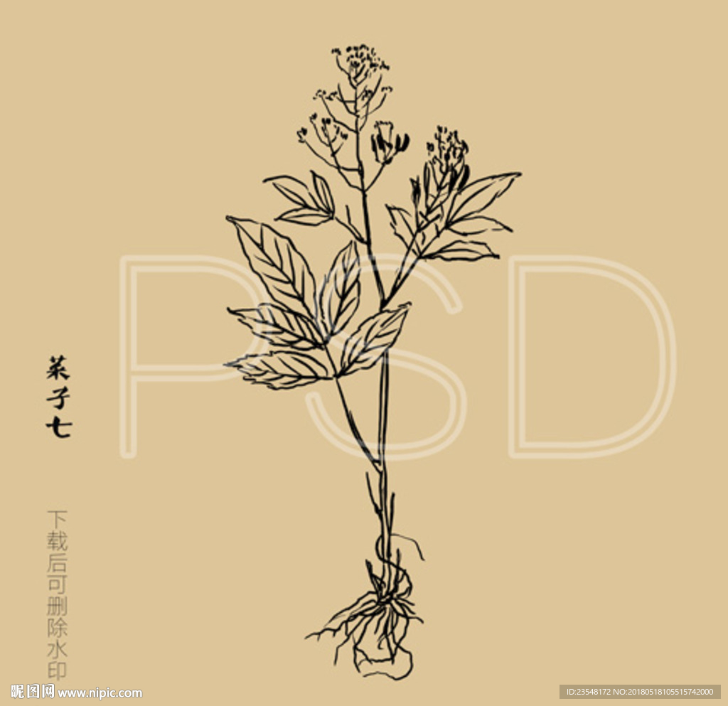 菜子七
