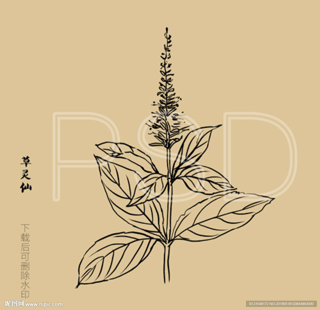 草灵仙