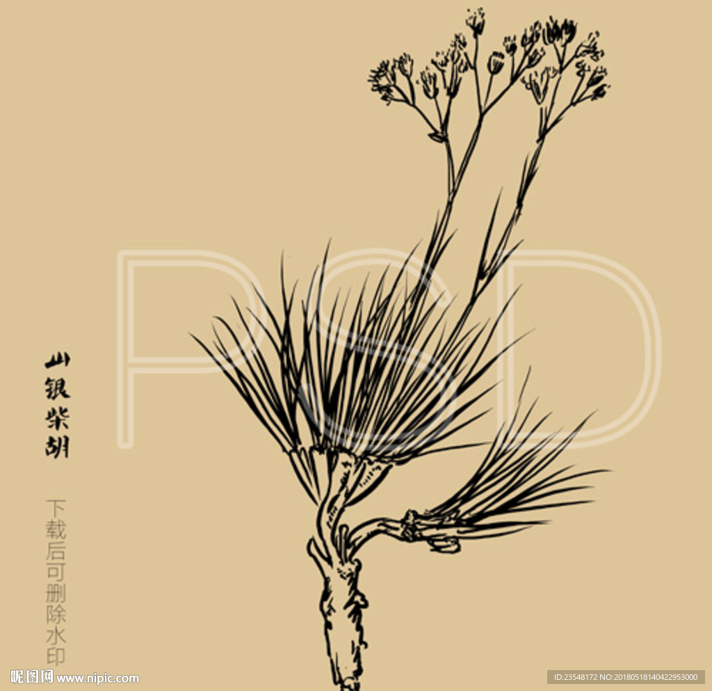 山银柴胡