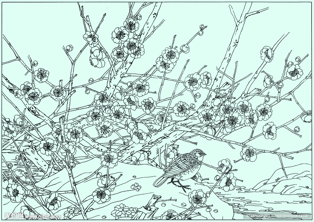梅花线描 梅花白描 梅花素描