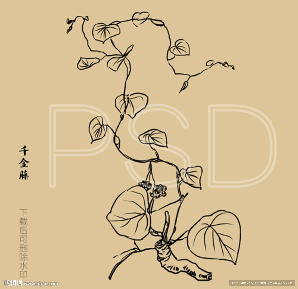 千金藤