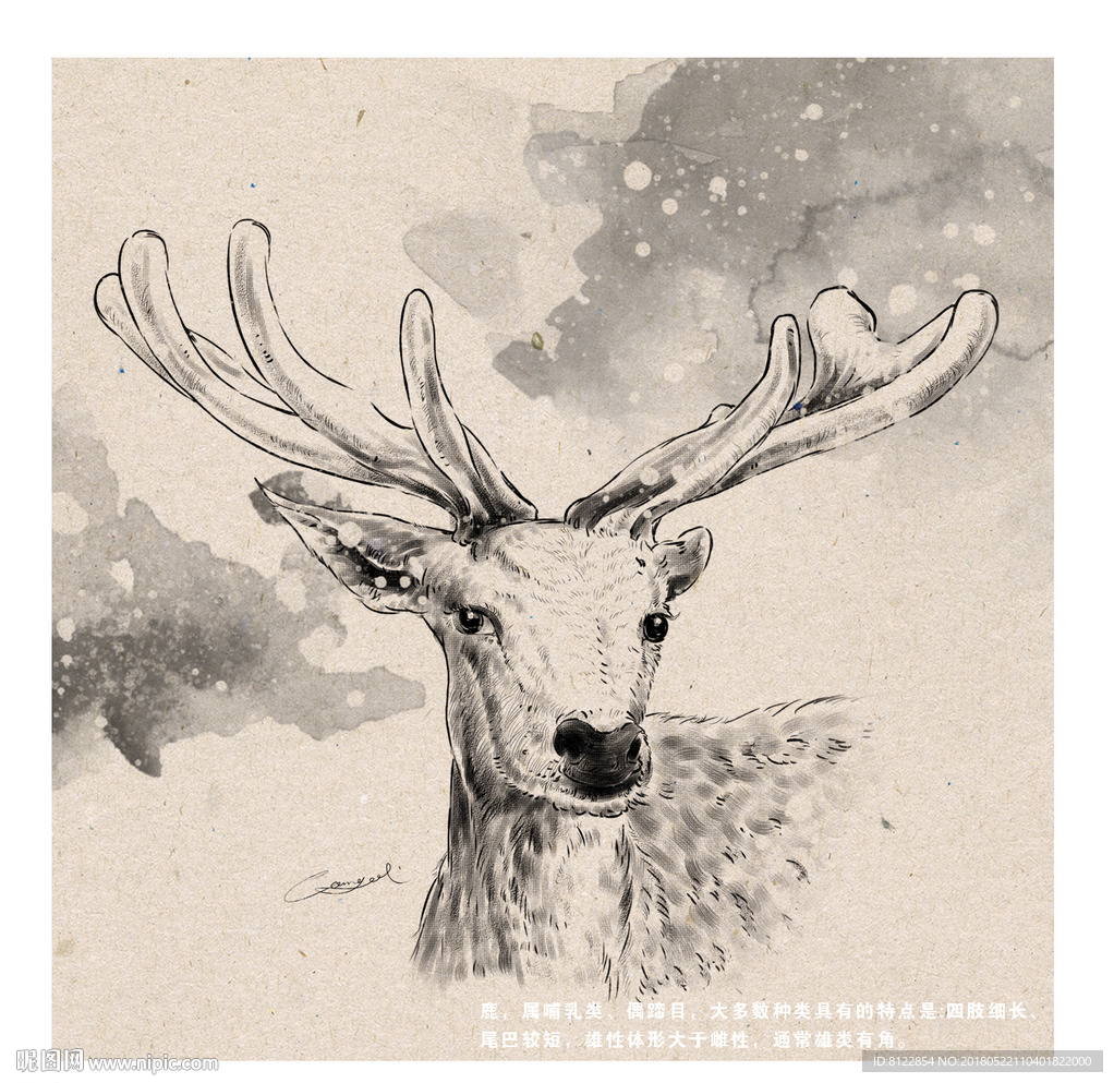 鹿头手绘素材