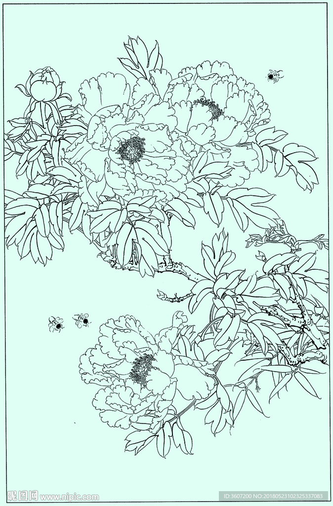 牡丹花线描 牡丹花白描 牡丹花