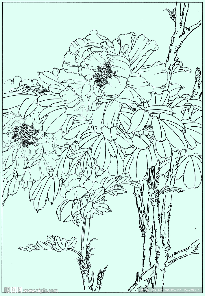 牡丹花线描 牡丹花白描 牡丹花
