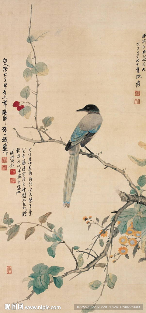 鸟