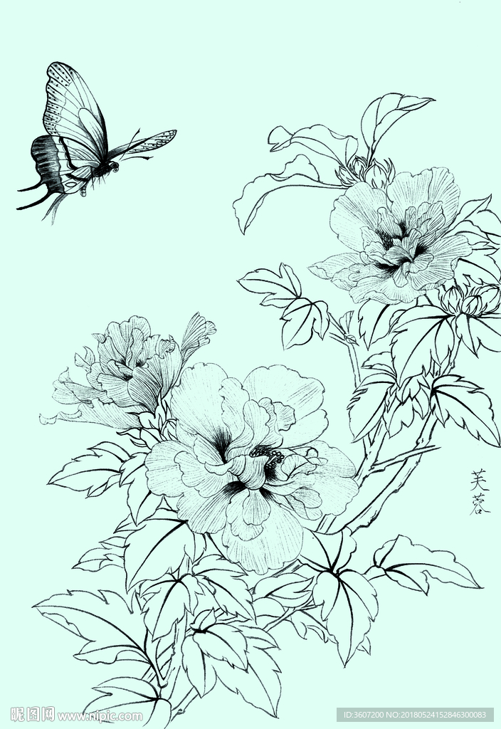 芙蓉线描 芙蓉白描 芙蓉素描