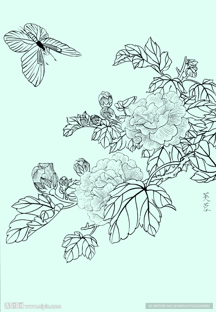 芙蓉线描 芙蓉白描 芙蓉素描