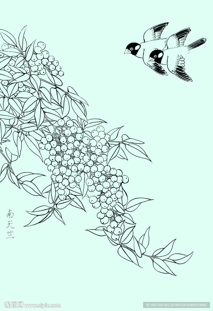 南天竺线描 南天竺白描 南天竺