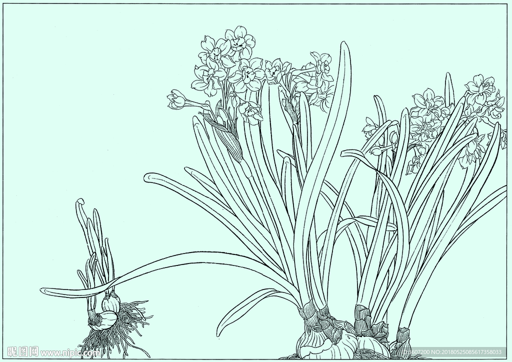 水仙线描 水仙白描 水仙素描