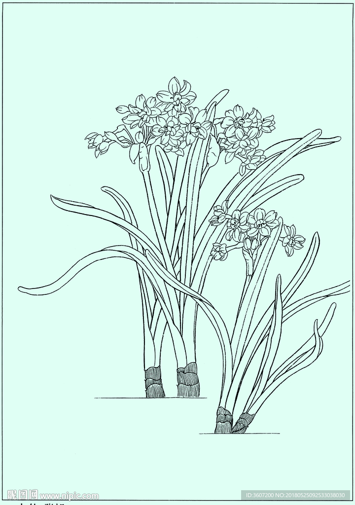 水仙线描 水仙白描 水仙素描