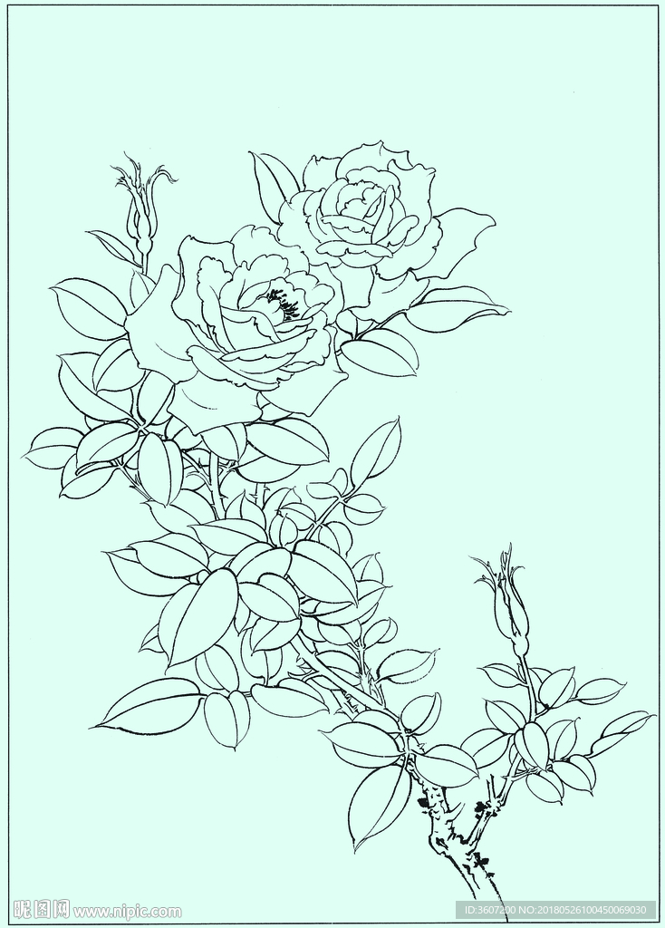 月季线描 月季白描 月季素描