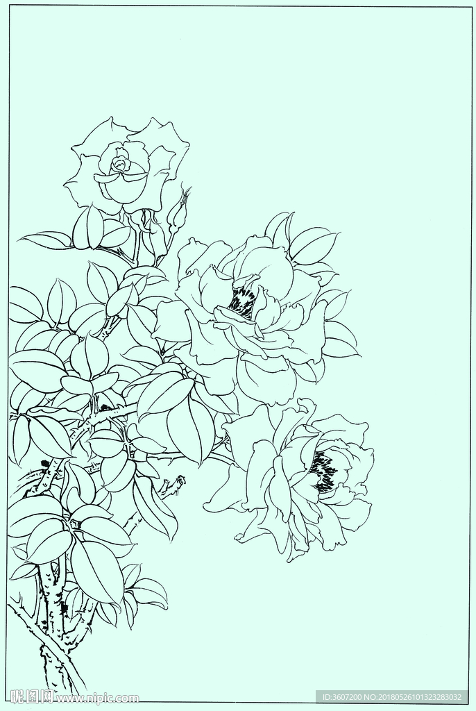 月季线描 月季白描 月季素描