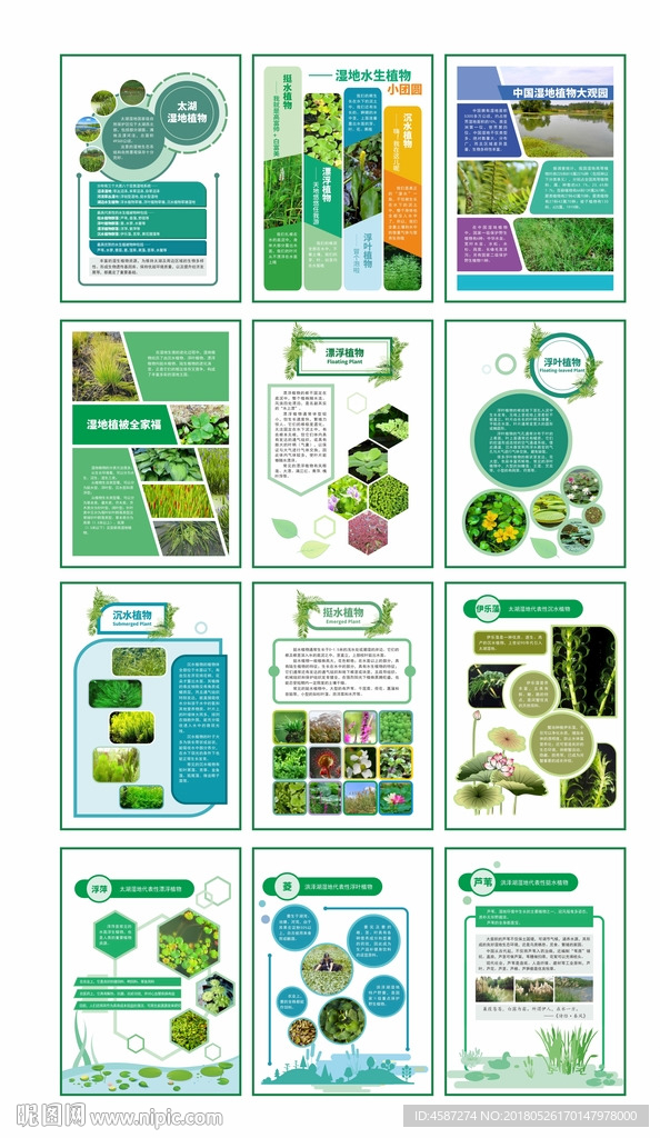 绿色生态湿地植物介绍展板