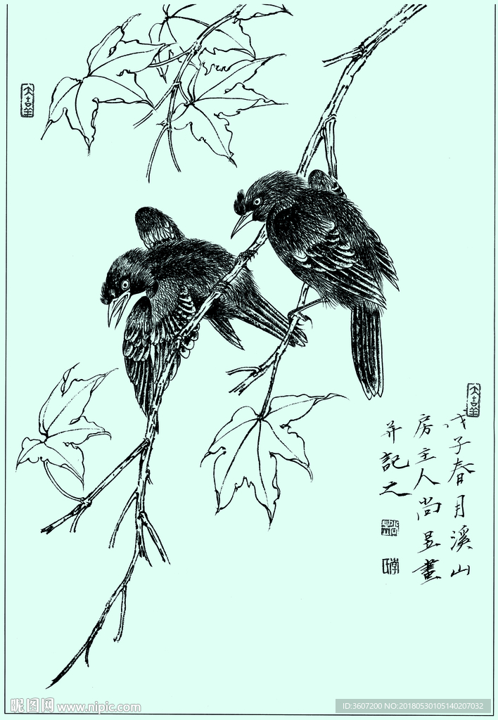 八哥线描 八哥白描 八哥素描