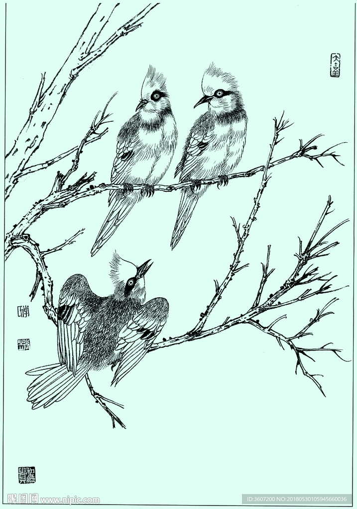 白冠鹎线描 白冠鹎白描 白冠鹎