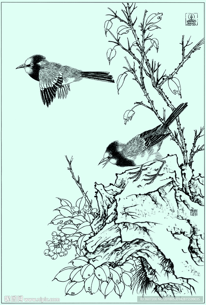 白头雀线描 白头雀白描 白头雀