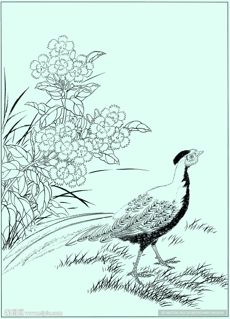 白鹇线描 白鹇白描 白鹇素描