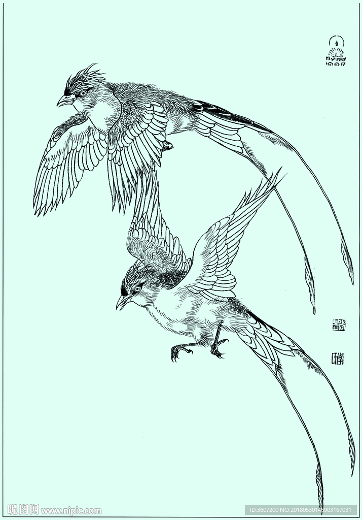 大盘尾线描 大盘尾白描 大盘尾