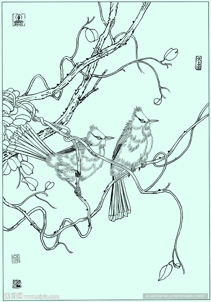 黑喉红臀鹎线描 黑喉红臀鹎白描