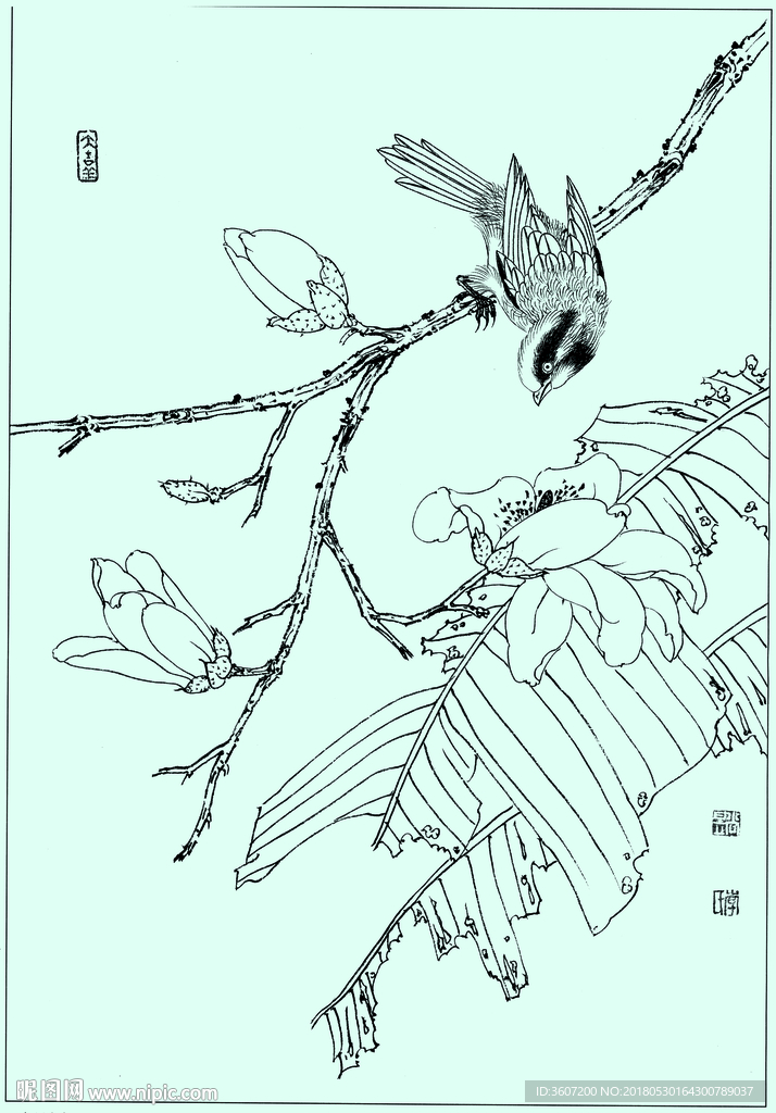 红尾山雀线描 红尾山雀白描