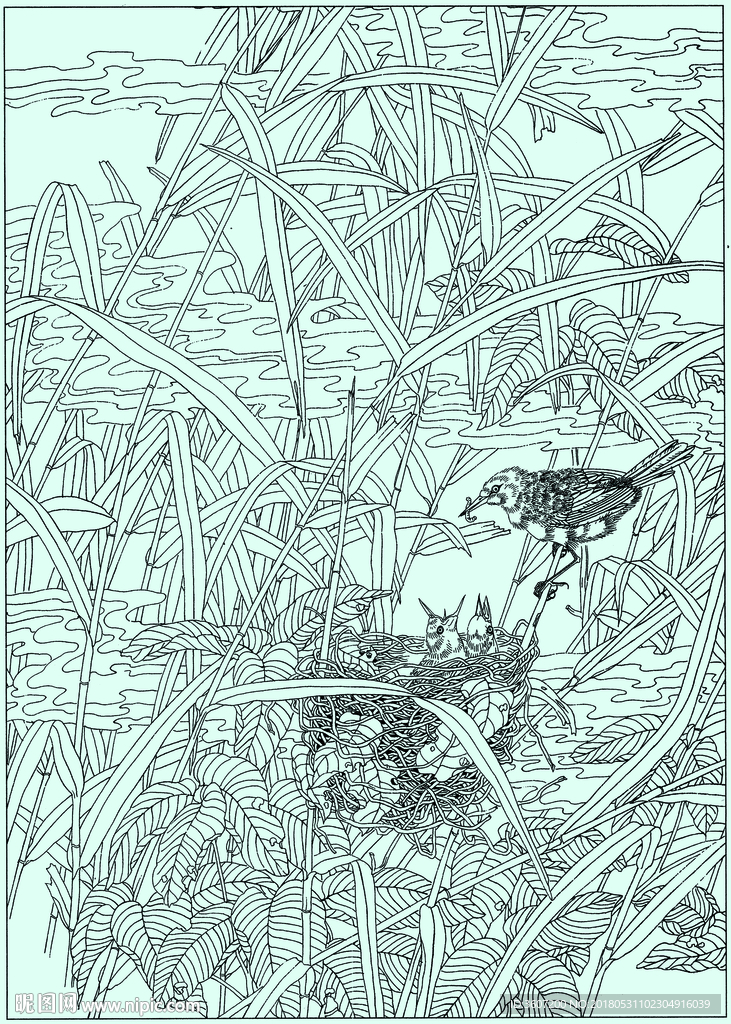 芦苇莺线描 芦苇莺白描 芦苇莺