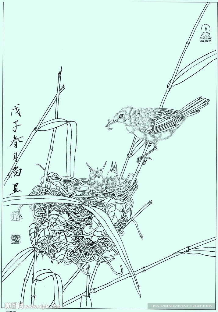 芦苇莺线描 芦苇莺白描 芦苇莺