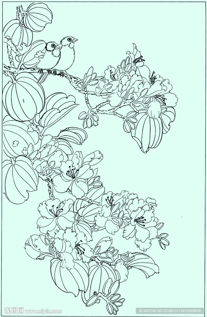 紫荆花双雀线描 紫荆花双雀白描