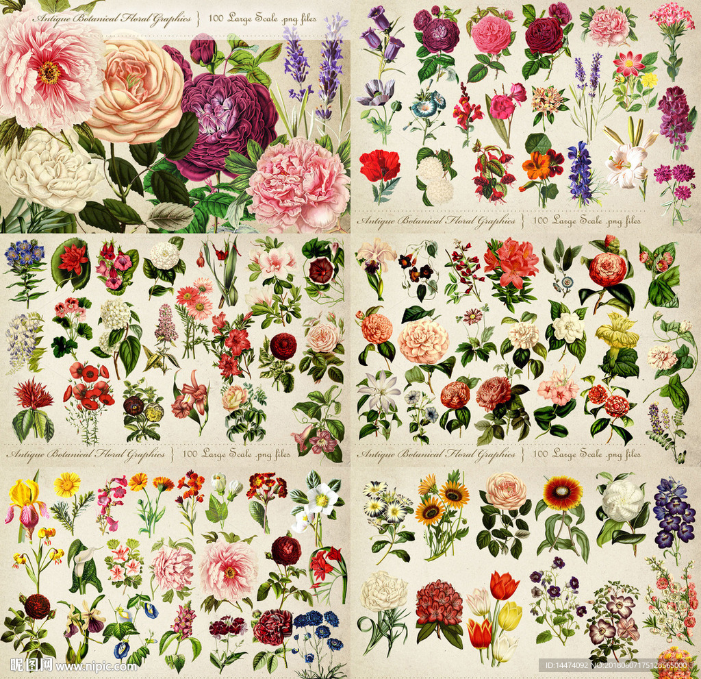 手绘水彩植物花朵