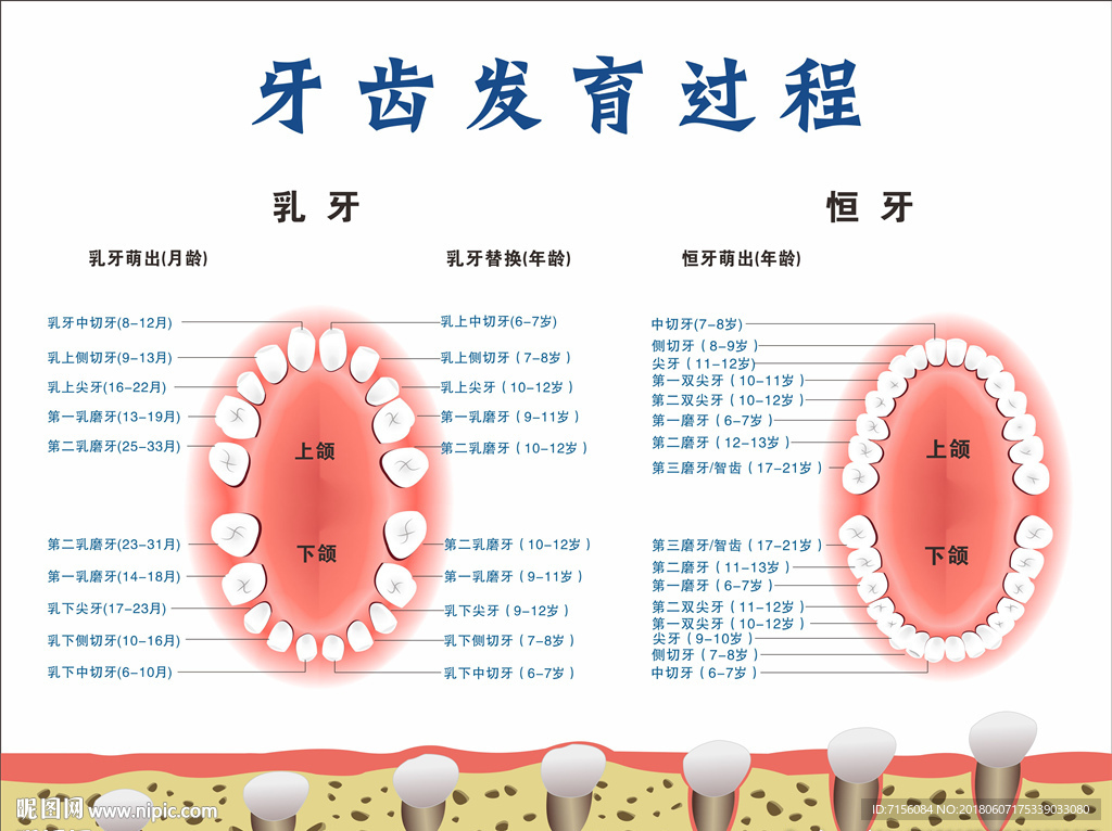 牙齿发育口腔卫生健康