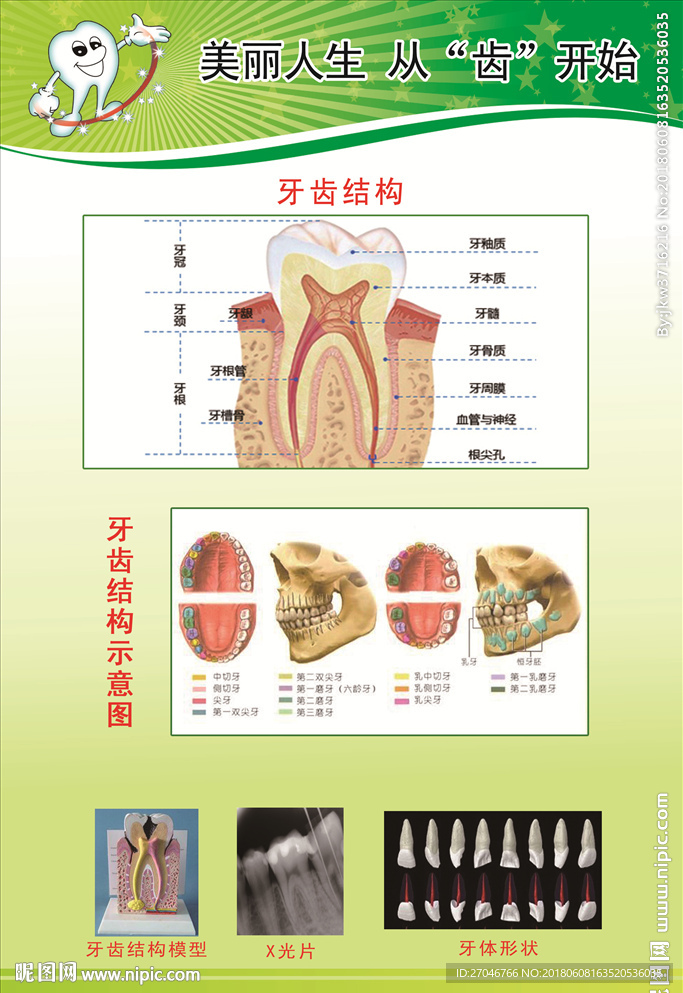 牙齿的结构和形状