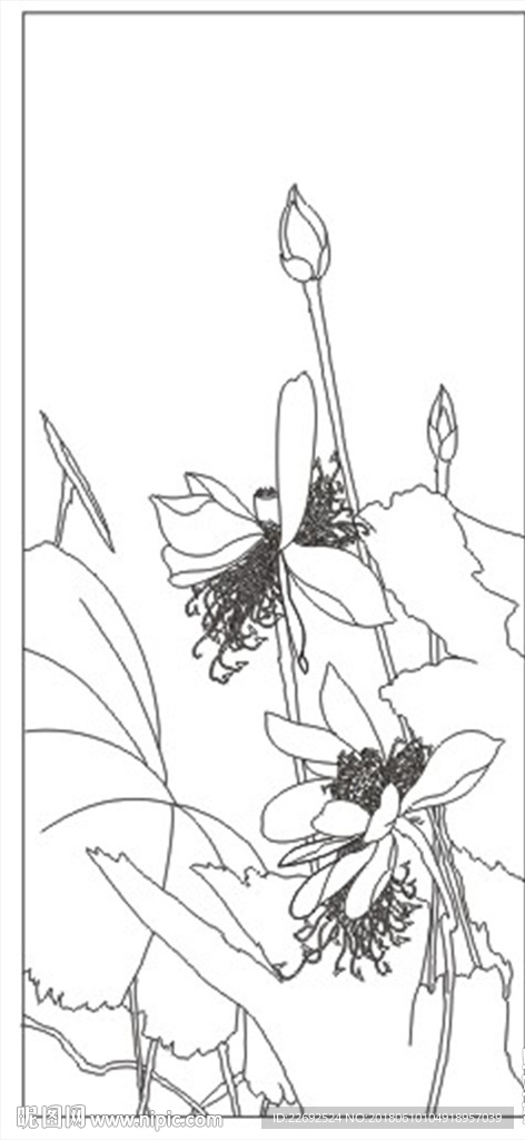 荷花