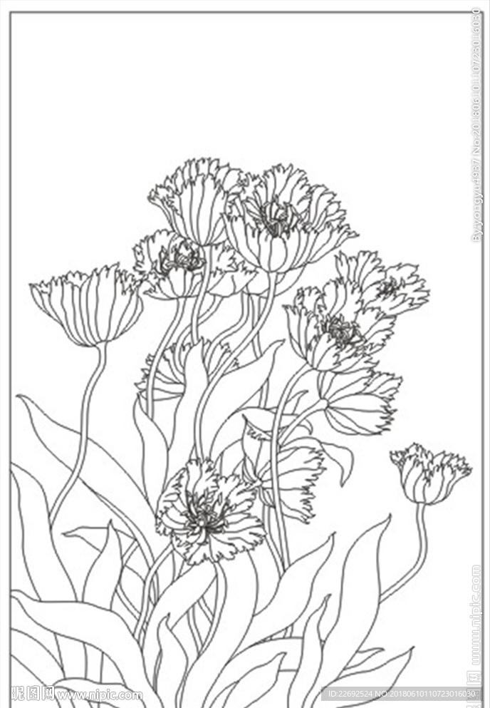牡丹