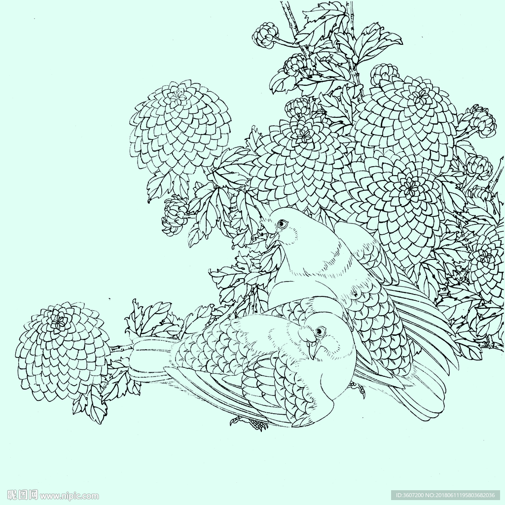 花鸟线描 花鸟白描 花鸟素描