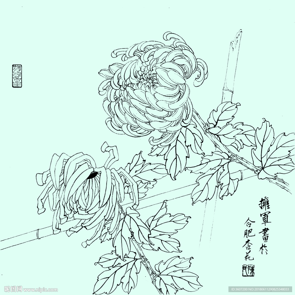 花鸟线描 花鸟白描 花鸟素描