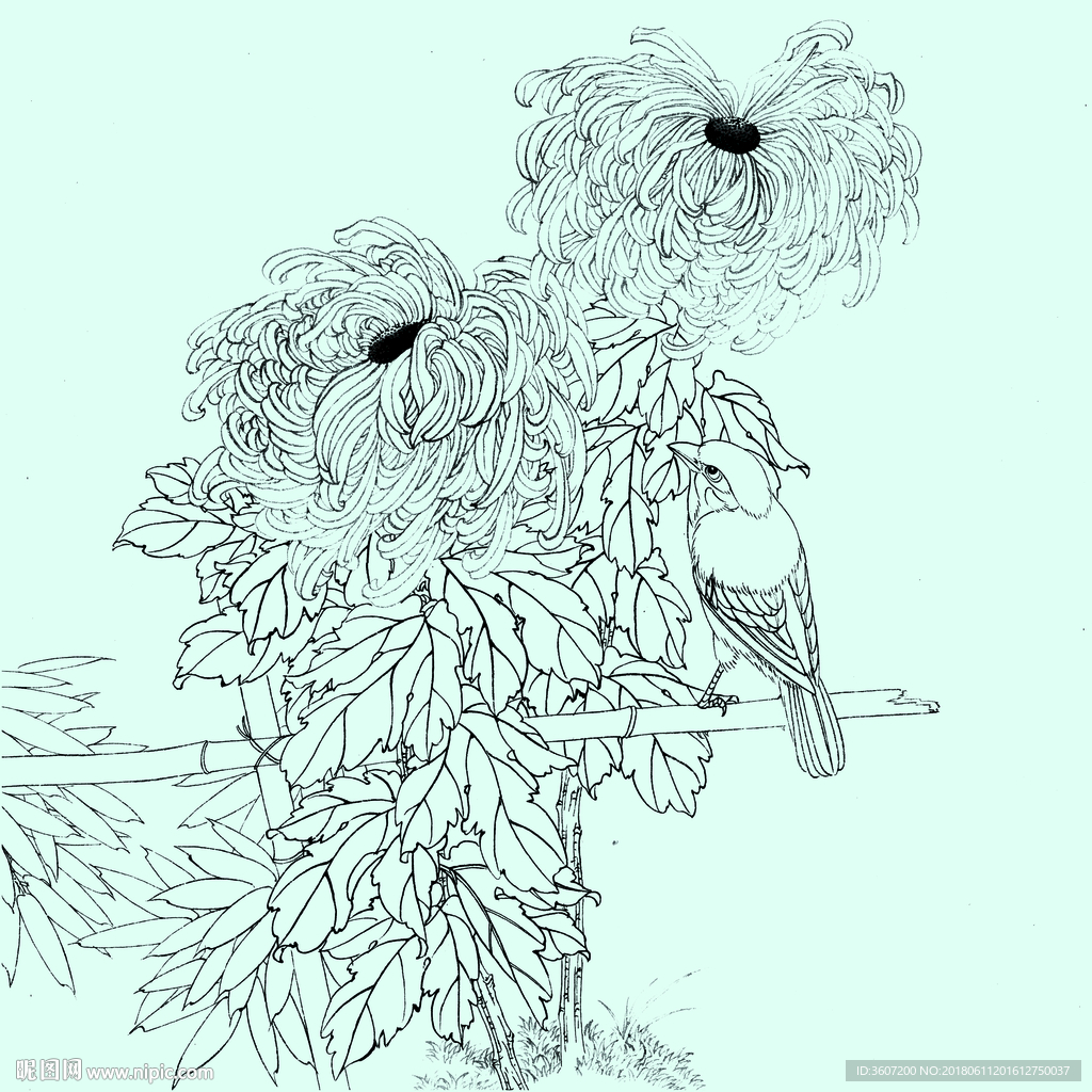 花鸟线描 花鸟白描 花鸟素描