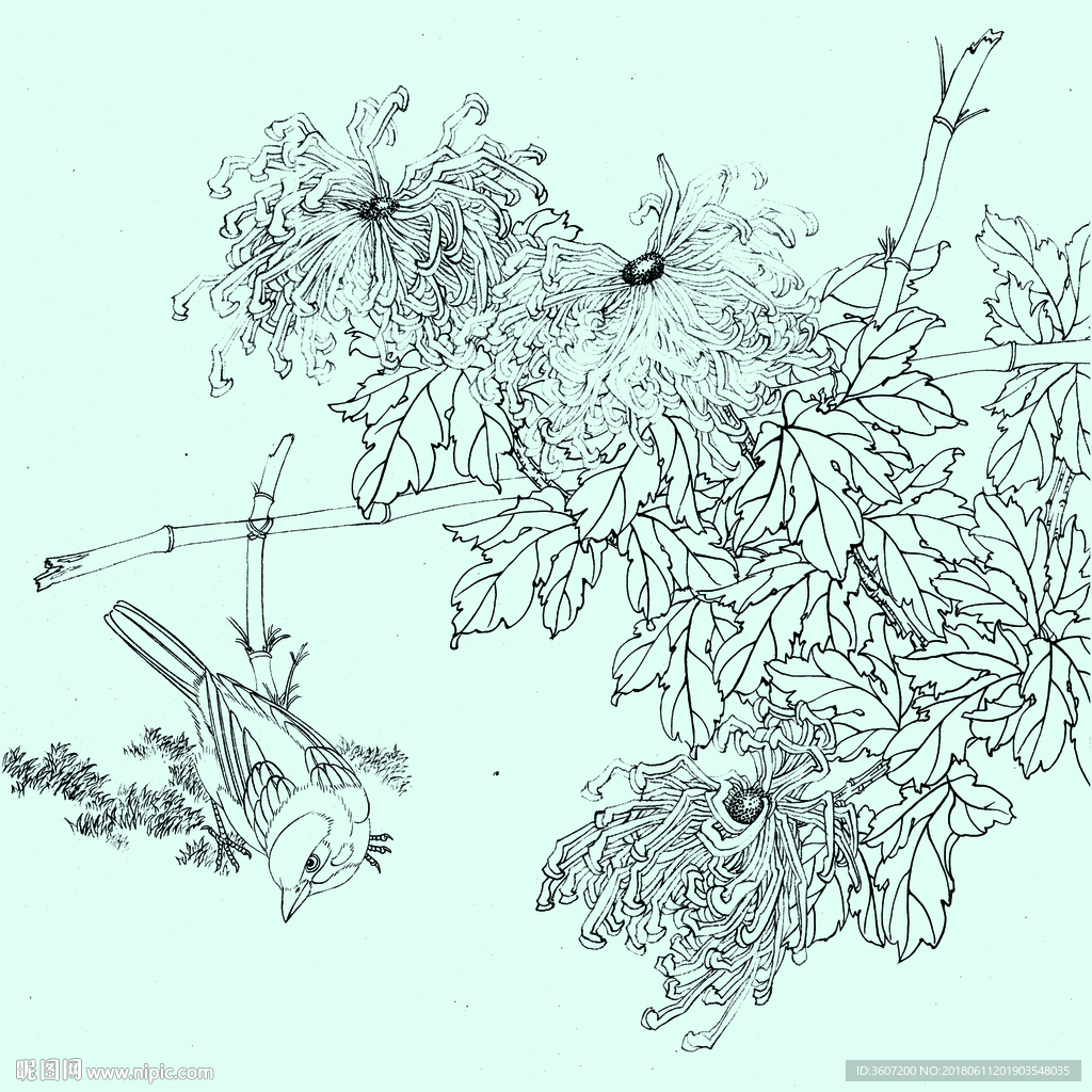 花鸟线描 花鸟白描 花鸟素描