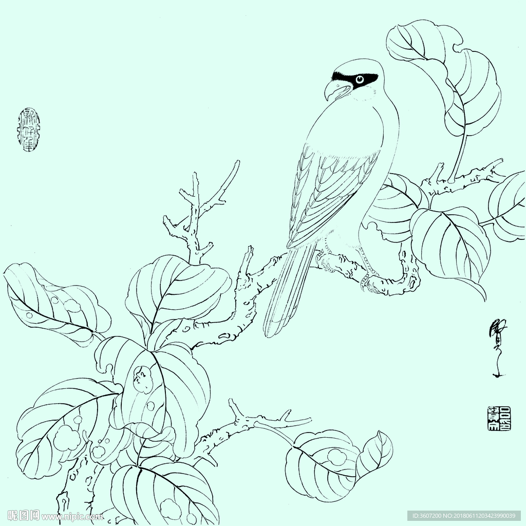 花鸟线描 花鸟白描 花鸟素描