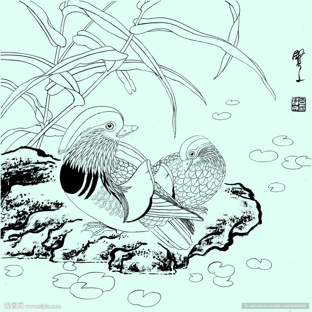 花鸟线描 花鸟白描 花鸟素描