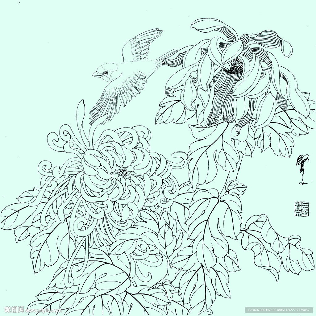 花鸟线描 花鸟白描 花鸟素描