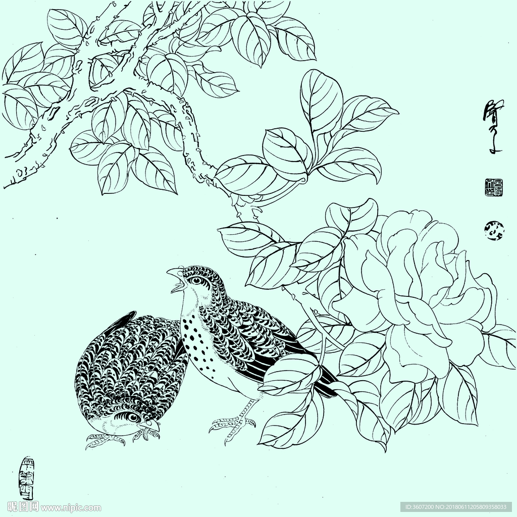 花鸟线描 花鸟白描 花鸟素描