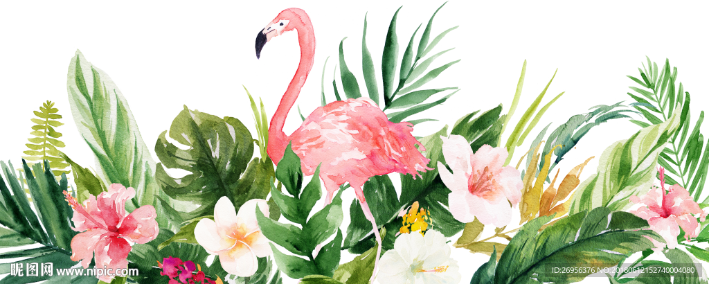 花卉 火烈鸟
