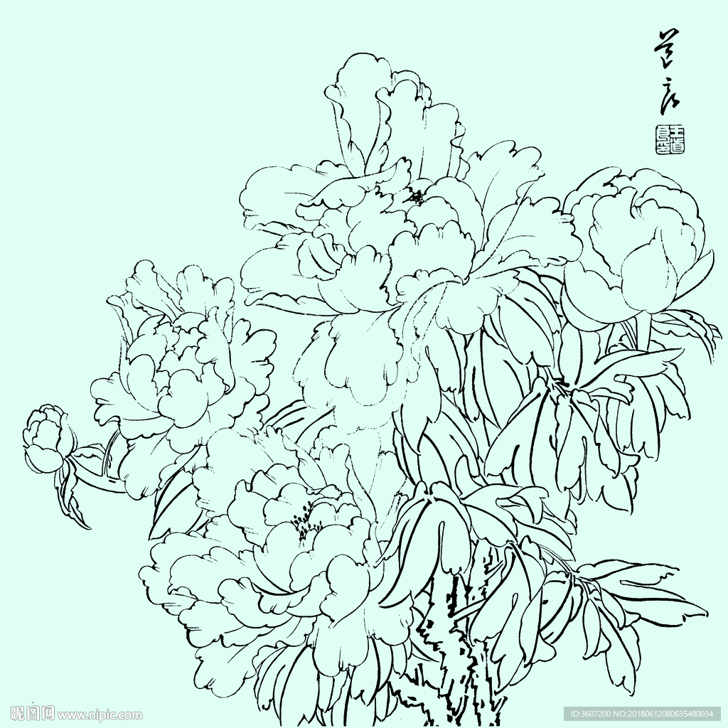 花鸟线描 花鸟白描 花鸟素描