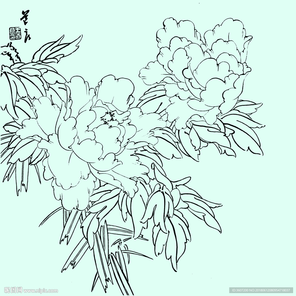 花鸟线描 花鸟白描 花鸟素描