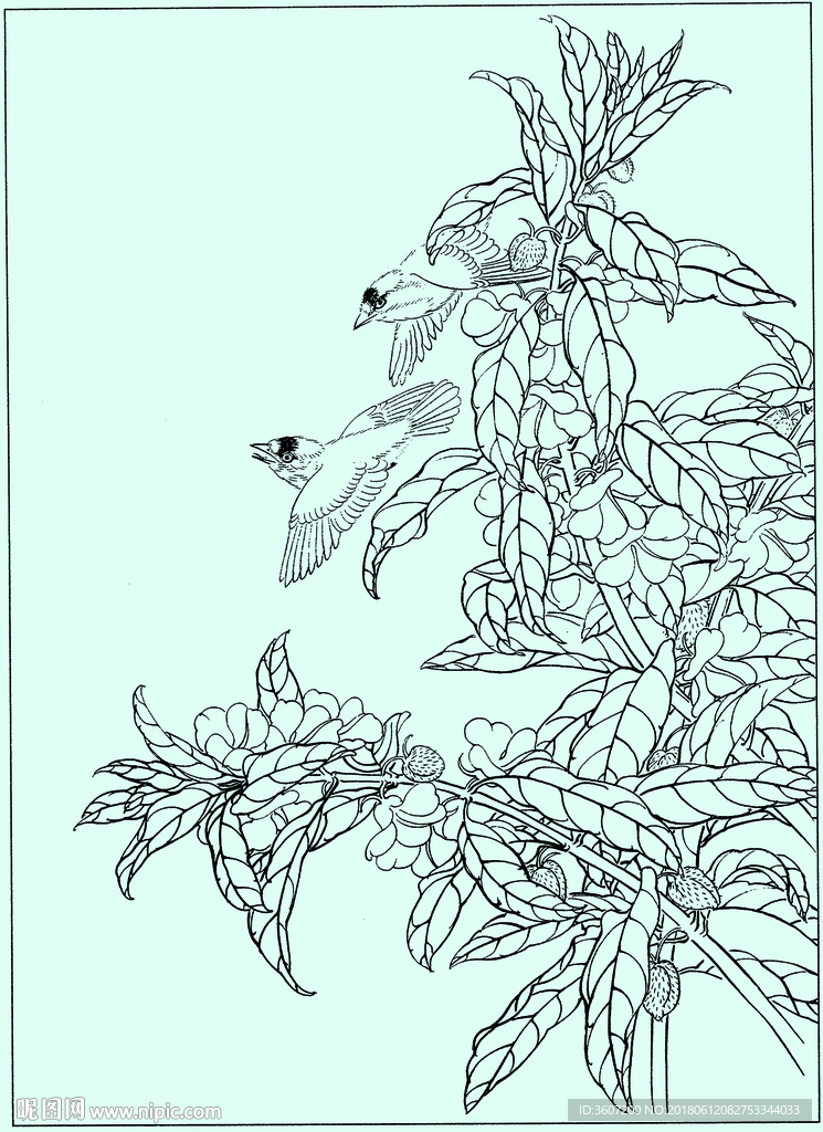 花鸟线描 花鸟白描 花鸟素描