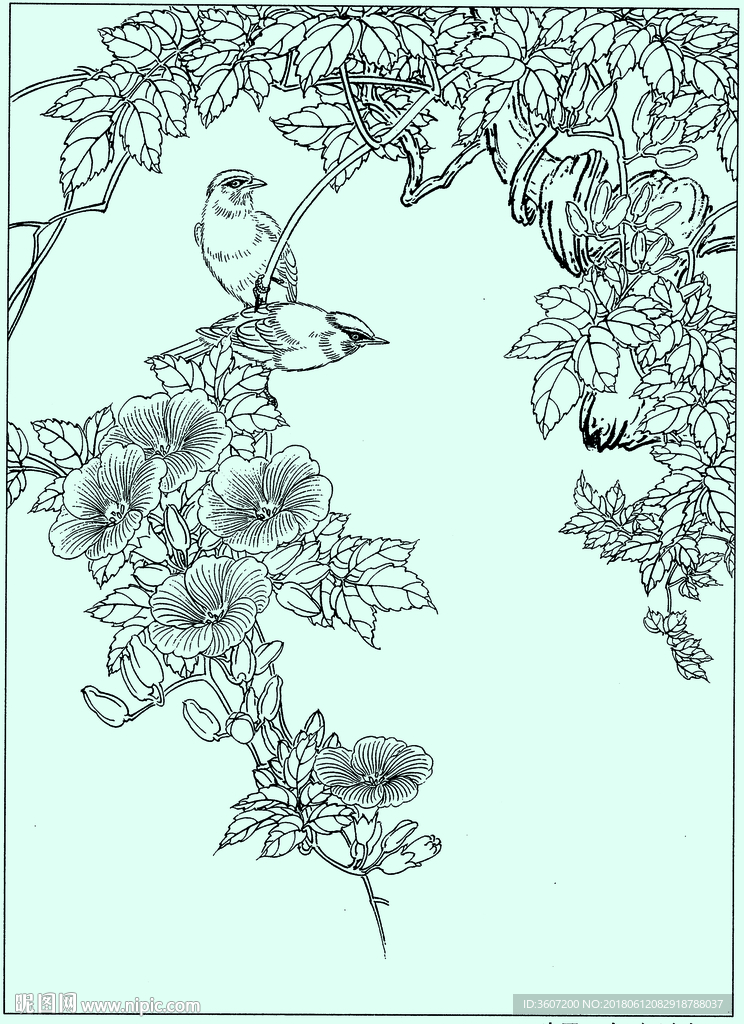 花鸟线描 花鸟白描 花鸟素描