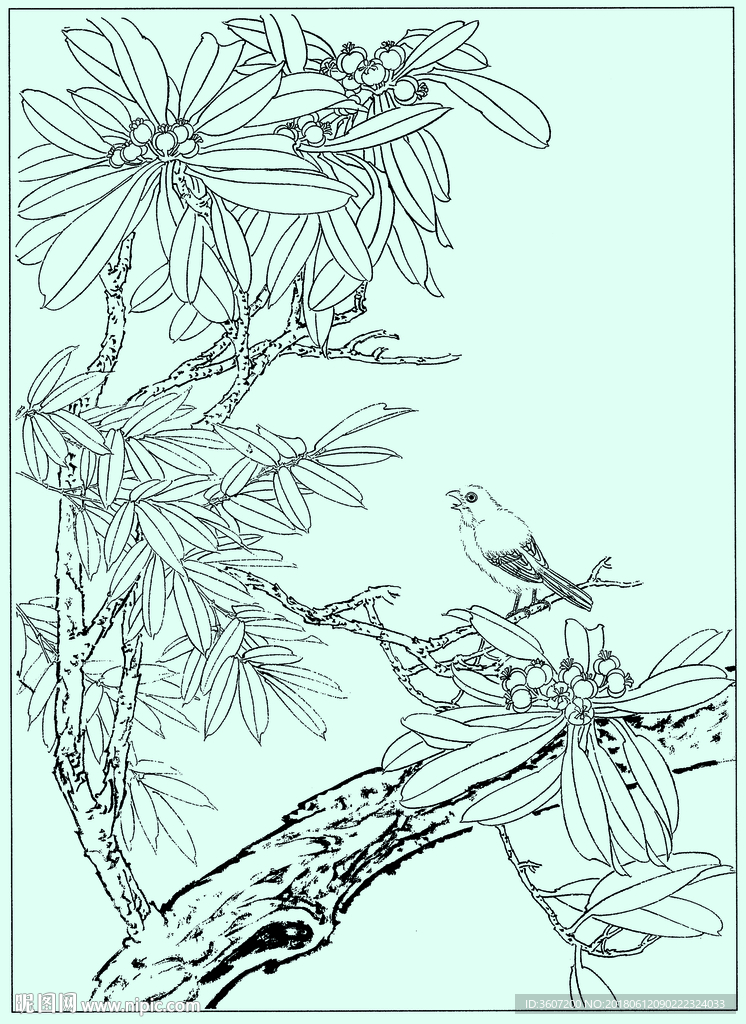 花鸟线描 花鸟白描 花鸟素描