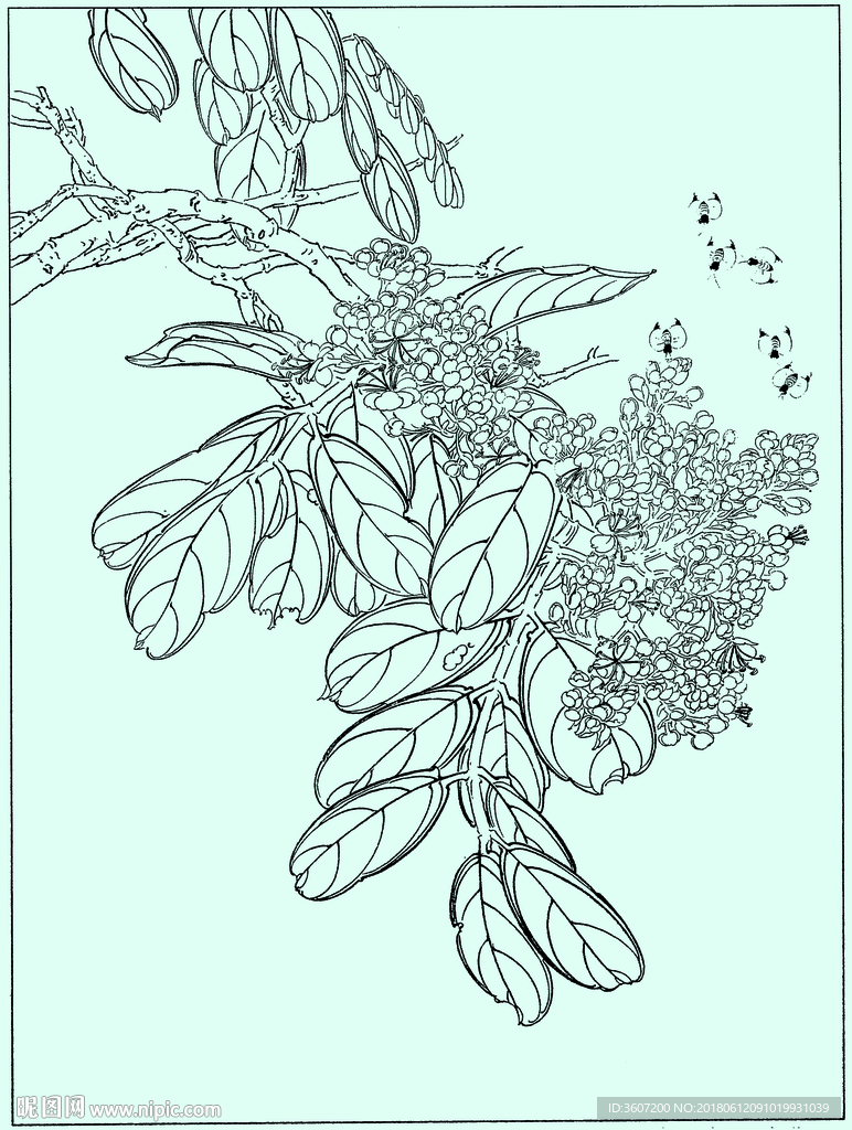 花鸟线描 花鸟白描 花鸟素描