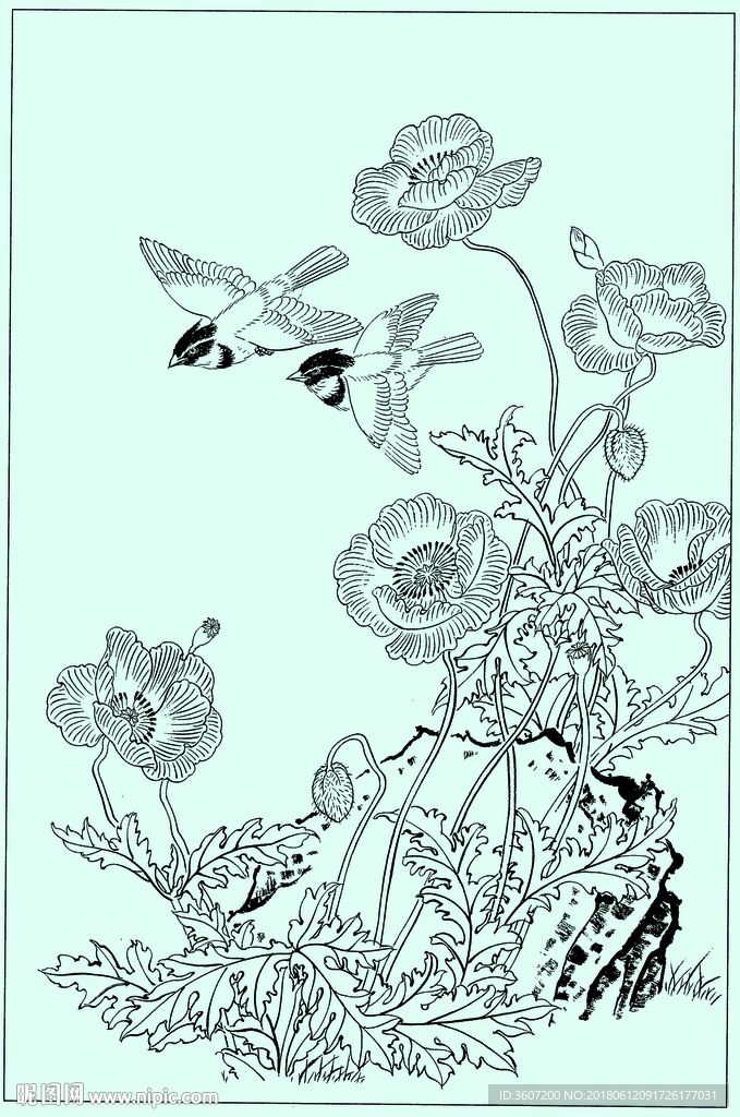 花鸟线描 花鸟白描 花鸟素描