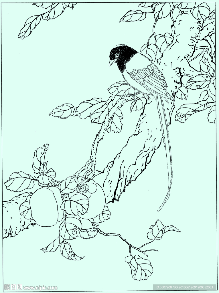 花鸟线描 花鸟白描 花鸟素描
