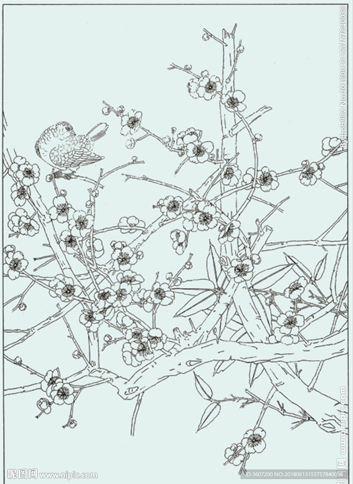 梅花线描 梅花白描 梅花素描